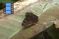 Scene 02_Achlyodes (HESPERIIDAE) resting on leaf